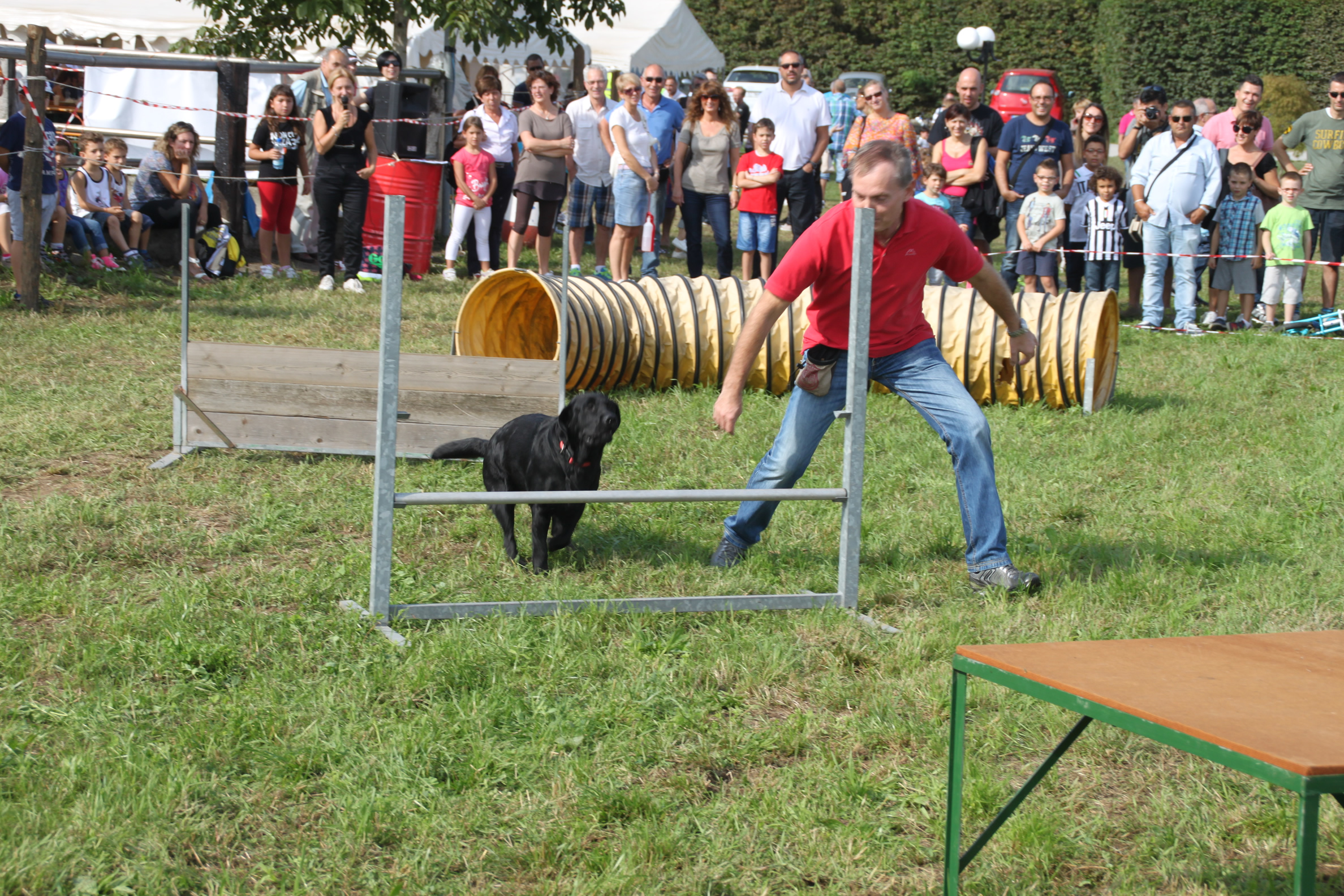 Allevamento Pastore Tedesco E Labrador Retriever